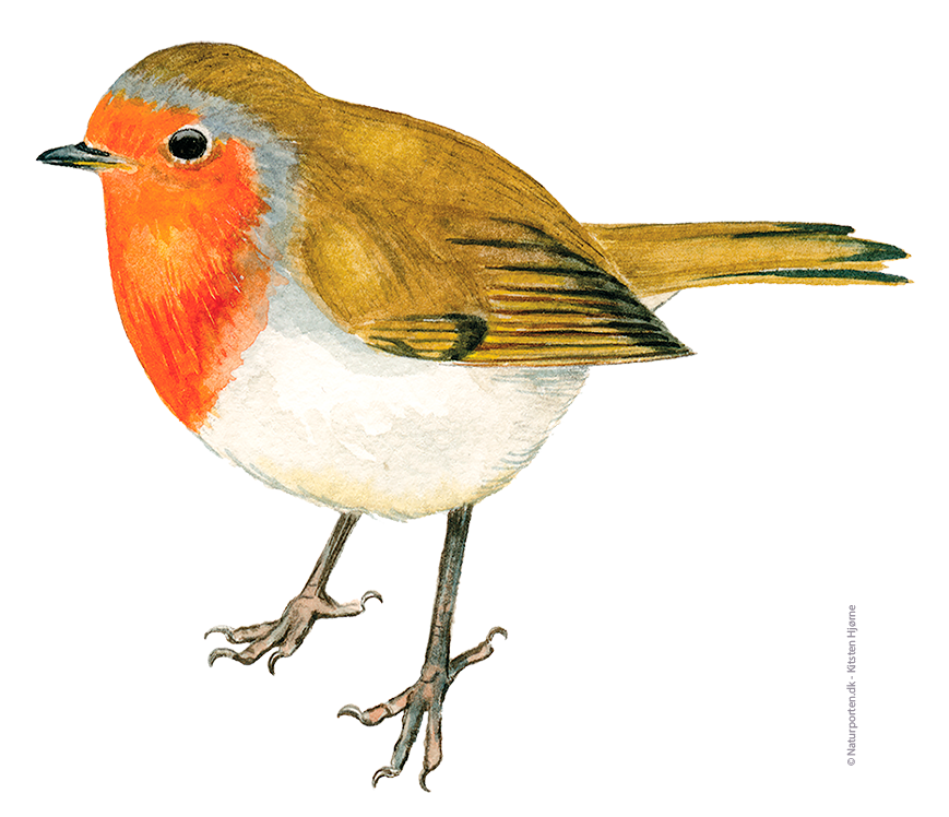 Rødhals © Naturporten - Kirsten Hjørne