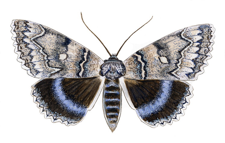 Blåt ordensbånd © Naturporten - Kirsten Hjørne