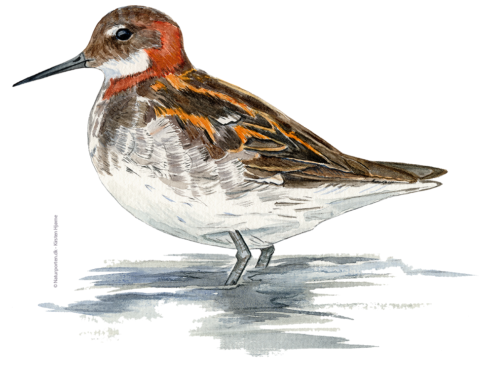 Odinshane © Naturporten - Kirsten Hjørne