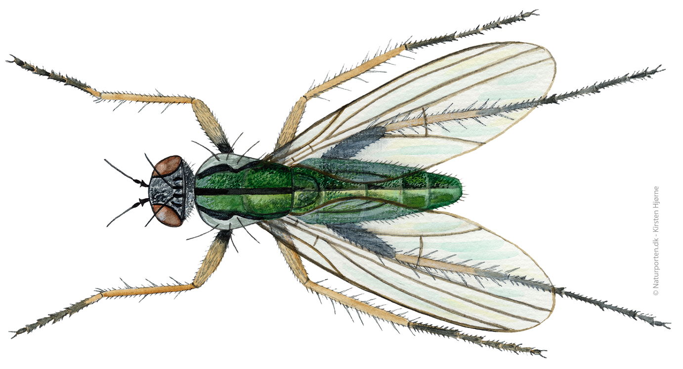 Stylteflue © Naturporten - Kirsten Hjørne