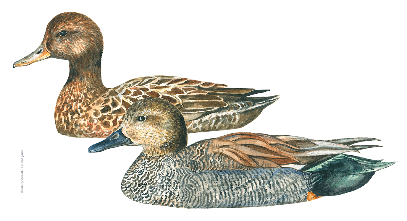 Knarand © Naturporten - Kirsten Hjørne