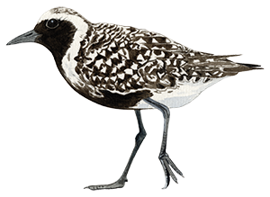 Strandhjejle © Naturporten - Kirsten Hjørne