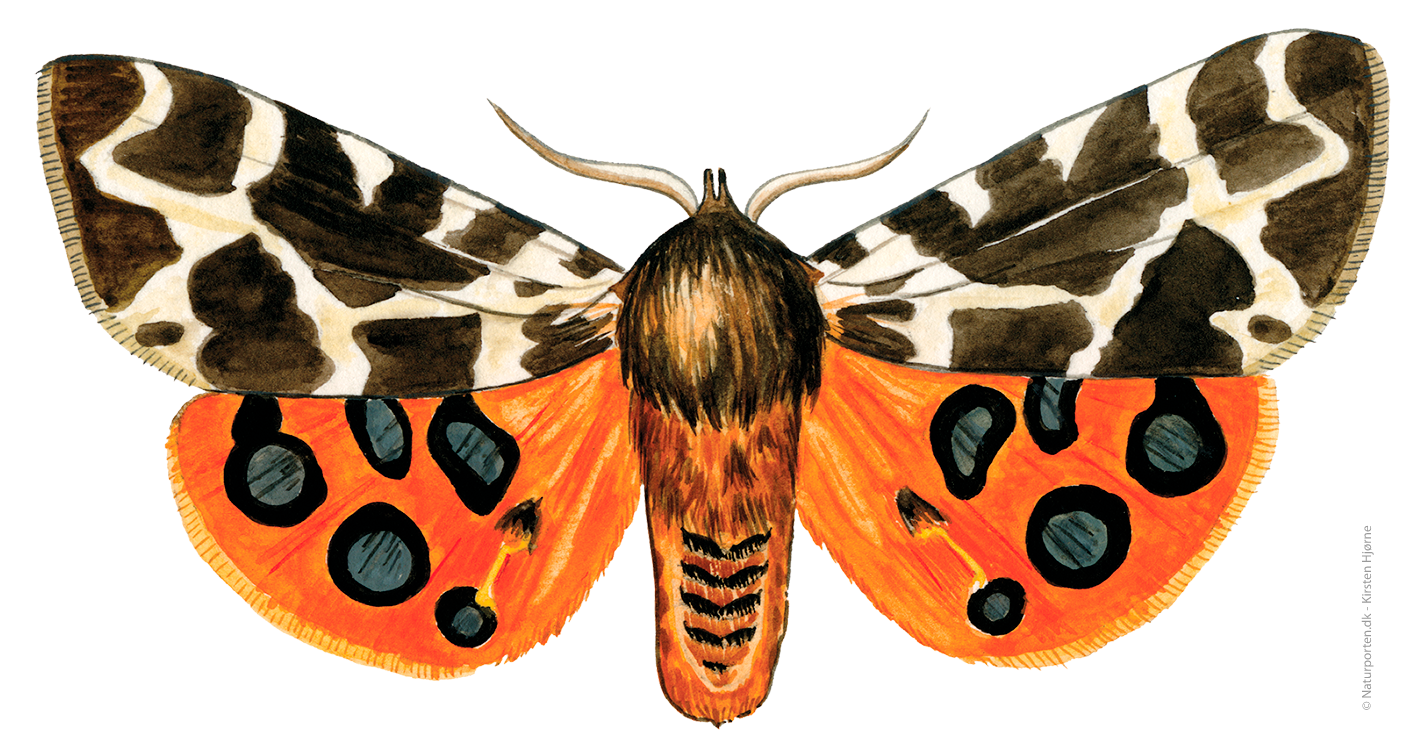 Brun bjørnespinder  © Naturporten - Kirsten Hjørne