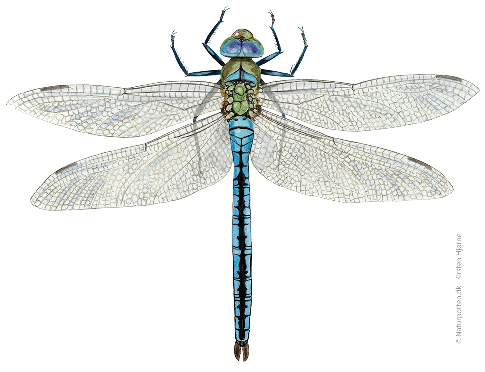 Stor kejserguldsmed © Naturporten - Kirsten Hjørne