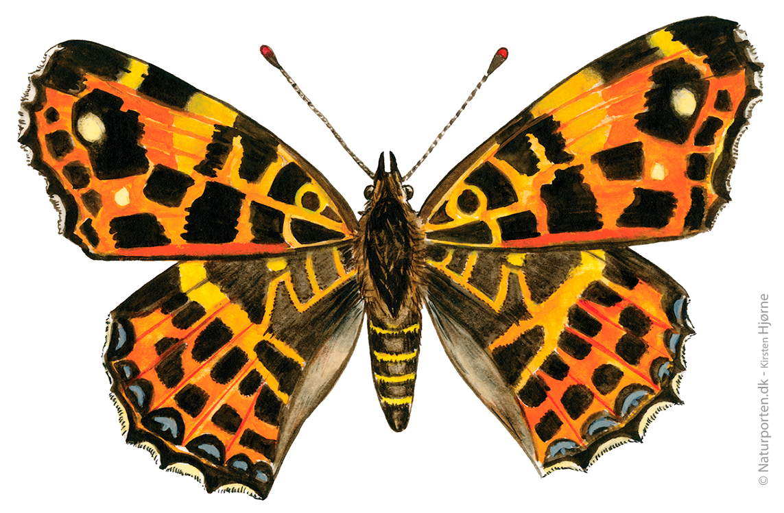 Nældesommerfugl © Naturporten - Kirsten Hjørne