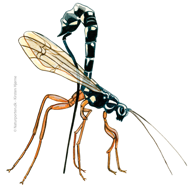 Sabelhveps © Naturporten - Kirsten Hjørne