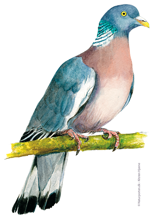 Ringdue © Naturporten - Kirsten Hjørne