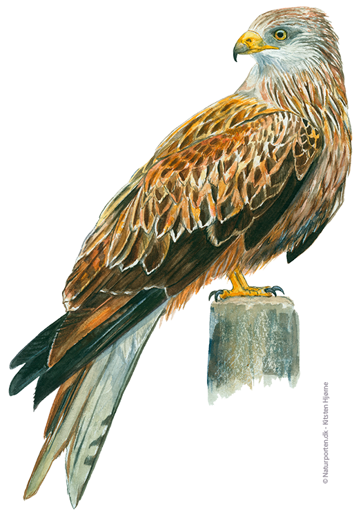 Rød glente © Naturporten - Kirsten Hjørne