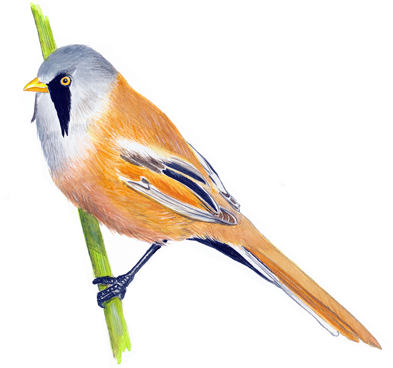 Skægmejse, han © Naturporten - Kirsten Hjørne