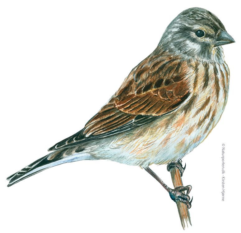 Tornirisk hun © Naturporten - Kirsten Hjørne