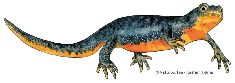 Bjergsalamander hun © Kirsten Hjørne