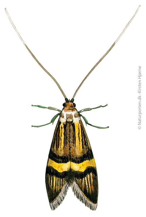 Guldbåndet langhornsmøl  © Naturporten - Kirsten Hjørne