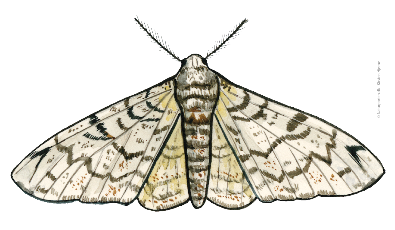 Birkemåler © Naturporten - Kirsten Hjørne