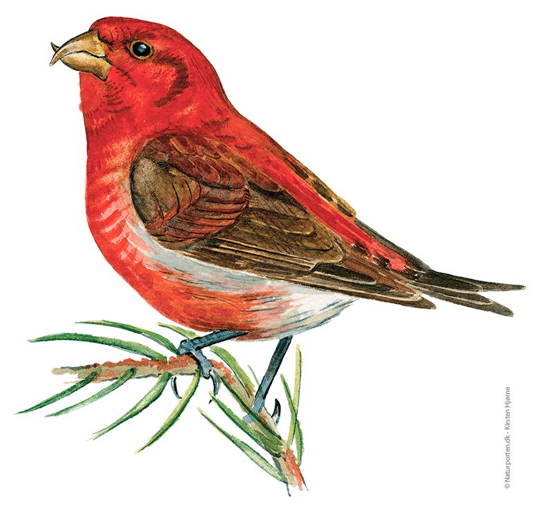 Lille korsnæb han © Naturporten - Kirsten Hjørne