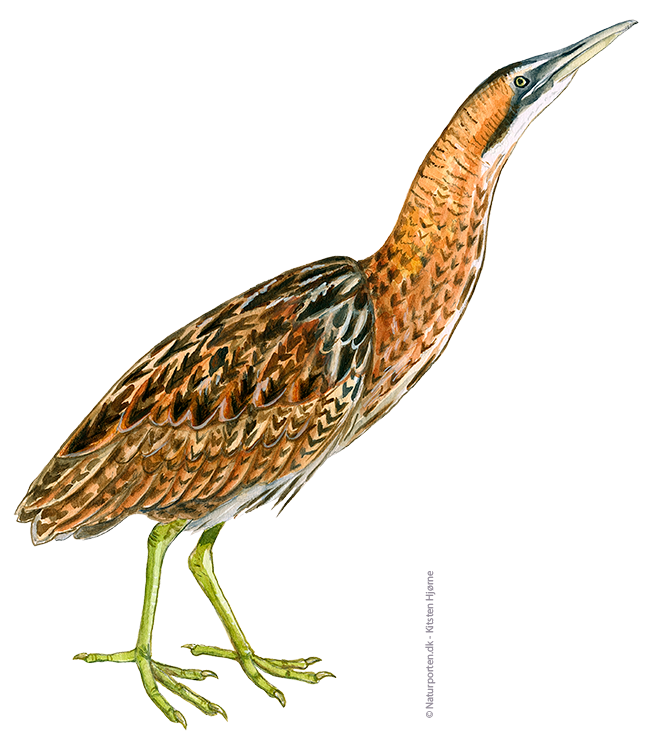 Rørdrum © Naturporten - Kirsten Hjørne