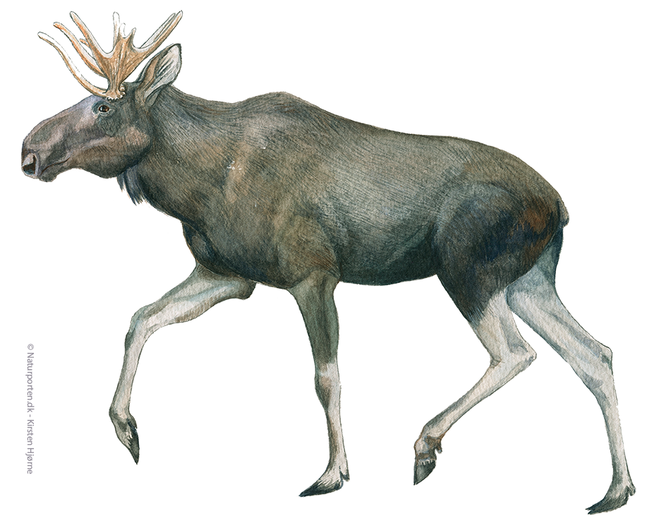 Elg © Naturporten - Kirsten Hjørne