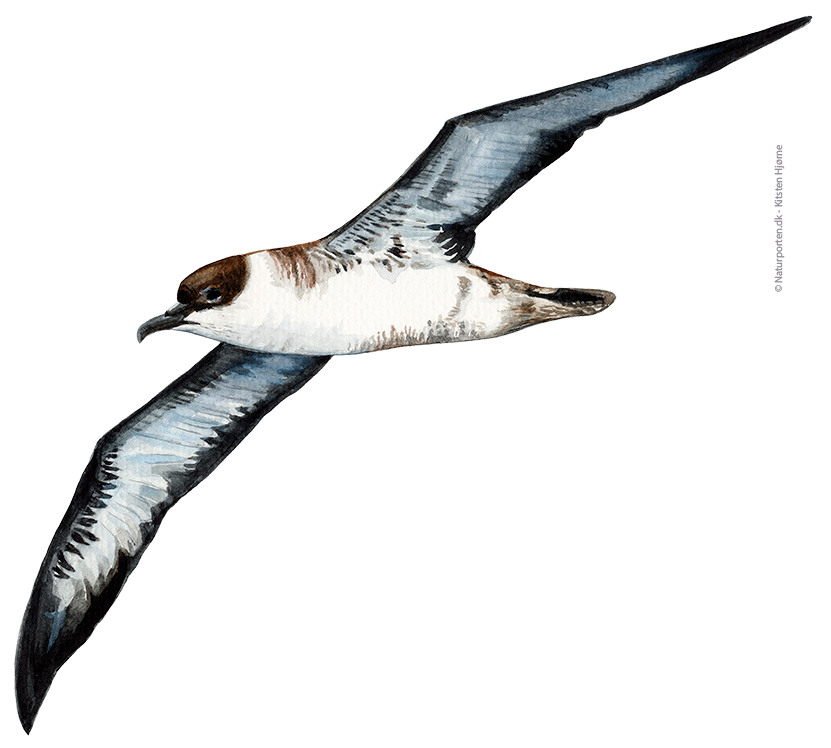 Storskråpe © Naturporten - Kirsten Hjørne