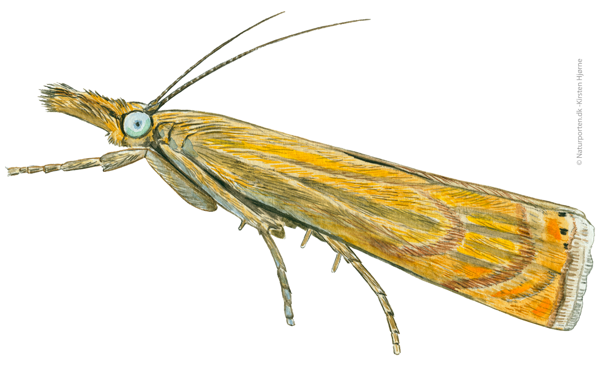 Have-græsmøl  © Naturporten - Kirsten Hjørne