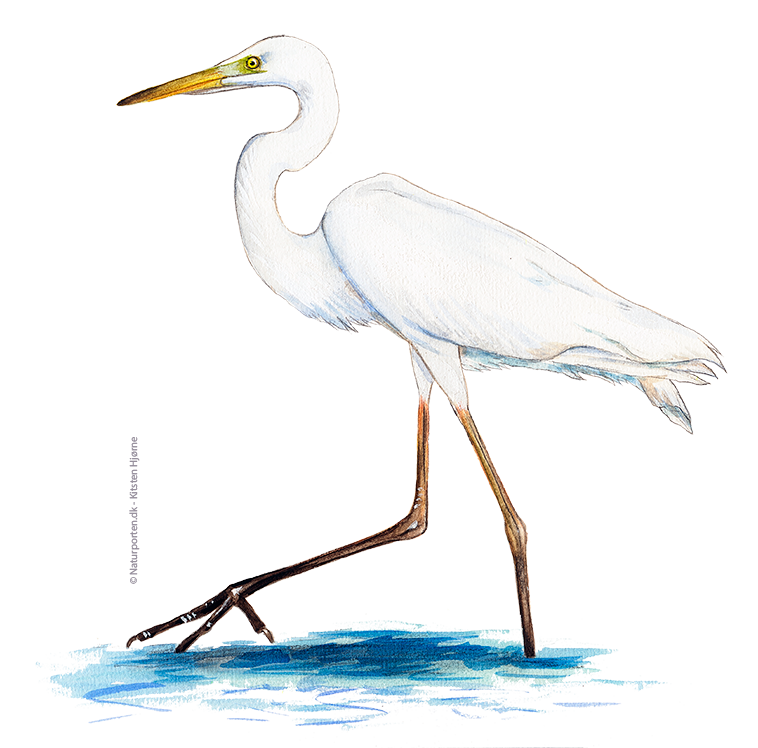 Sølvhejre © Naturporten - Kirsten Hjørne