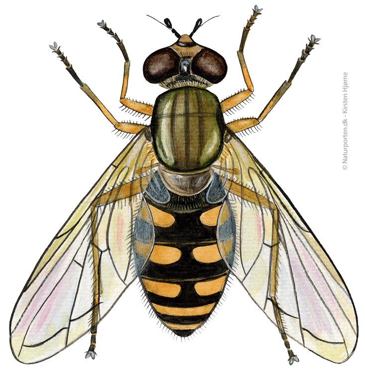 Have-svirreflue  © Naturporten - Kirsten Hjørne