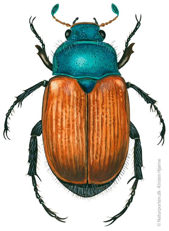 Gåsebille  © Naturporten - Kirsten Hjørne