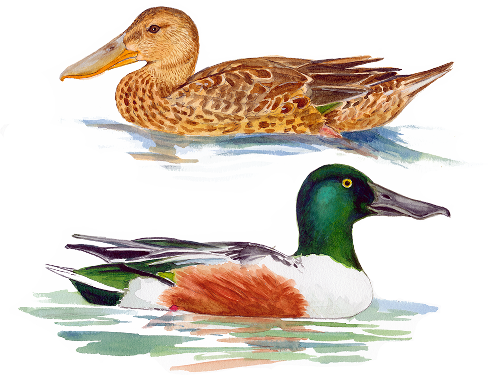 Skeand © Naturporten - Kirsten Hjørne