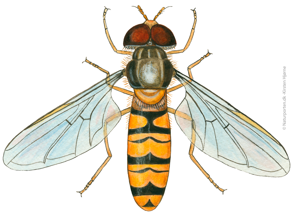 Dobbeltbåndet svirreflue  © Naturporten - Kirsten Hjørne