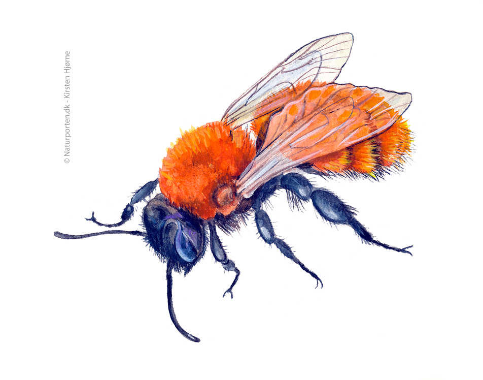 Rødpelset jordbi © Naturporten - Kirsten Hjørne