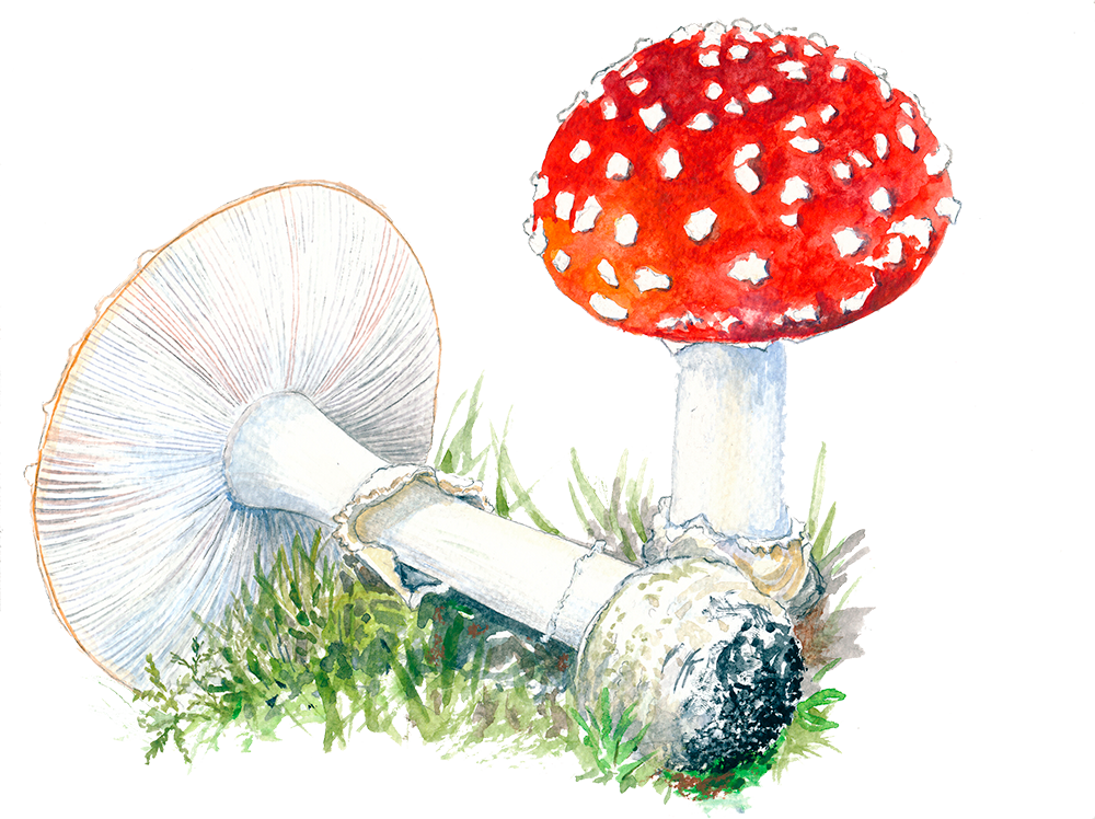 Rød fluesvamp © Naturporten - Kirsten Hjørne