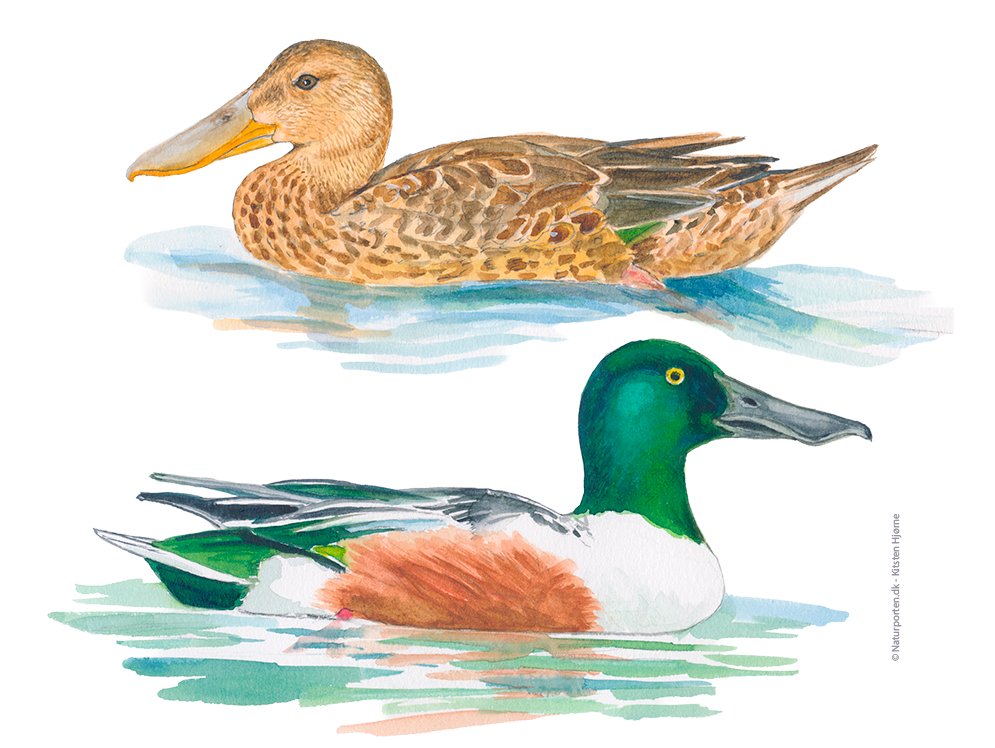 Skeand © Naturporten - Kirsten Hjørne