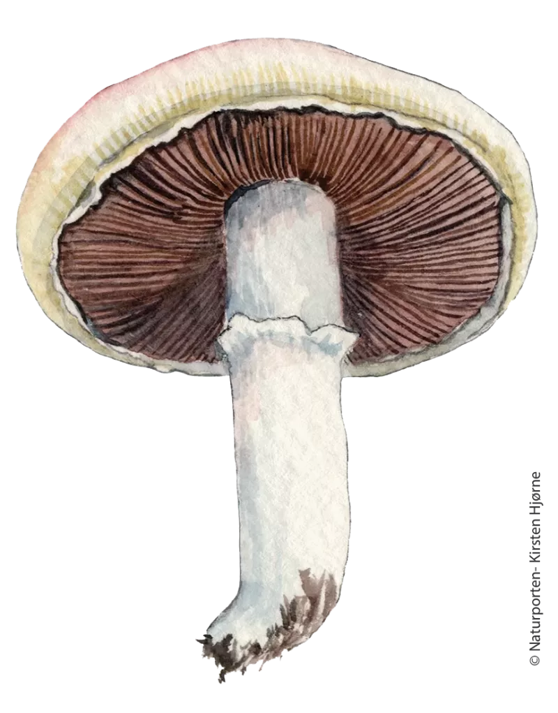 Ager-champignon