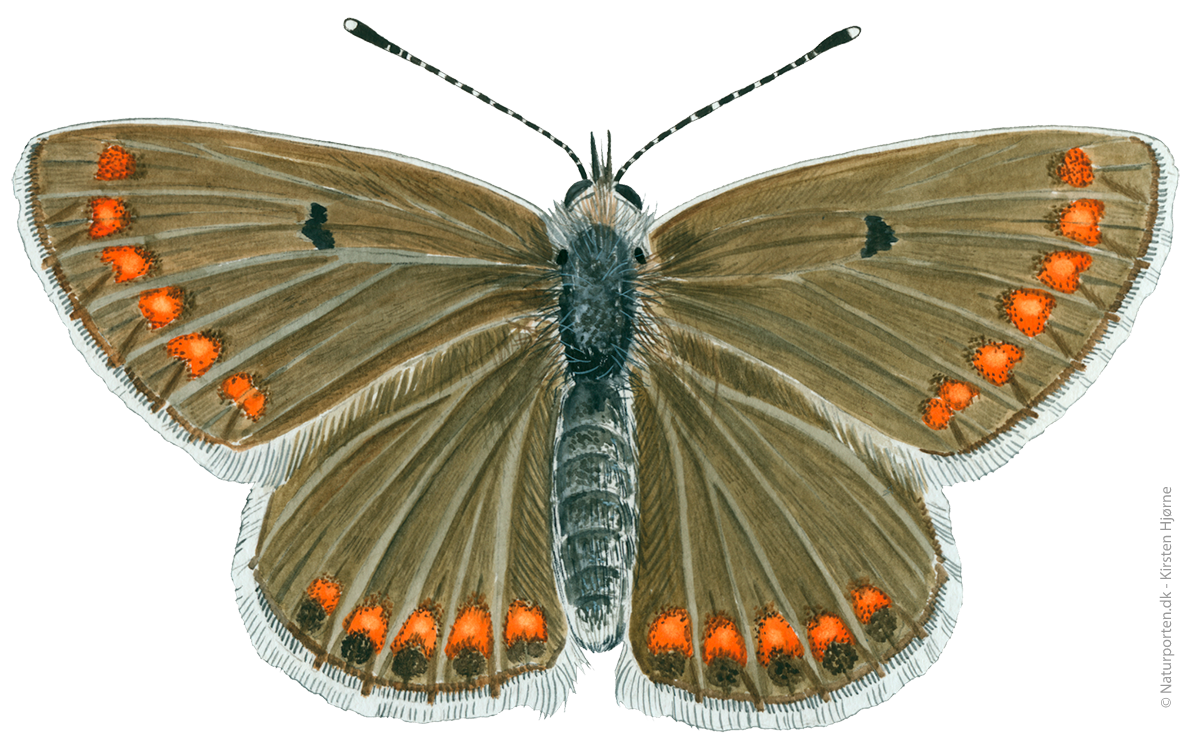 Rødplettet blåfugl © Naturporten - Kirsten Hjørne