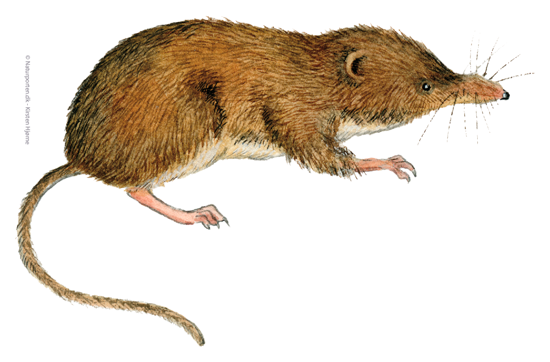 Dværgspidsmus © Naturporten - Kirsten Hjørne