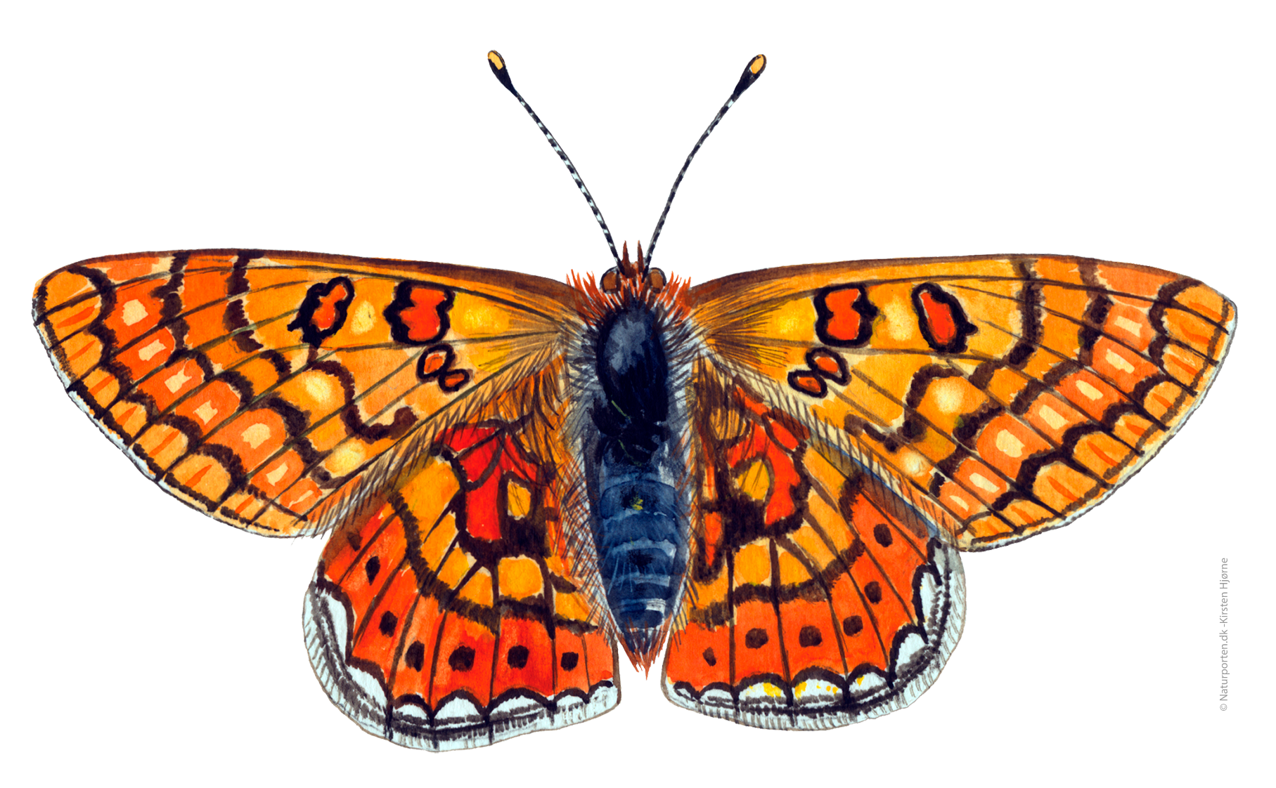 Hedepletvinge  © Naturporten - Kirsten Hjørne