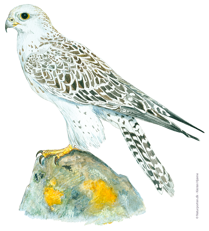 Jagtfalk fra Grønland © Kirsten Hjørne
