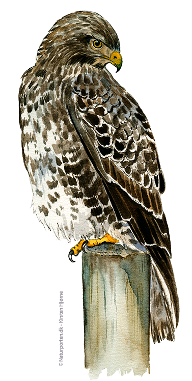 Musvåge © Naturporten - Kirsten Hjørne