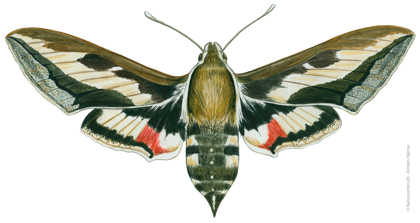 Snerresværmer © Naturporten - Kirsten Hjørne