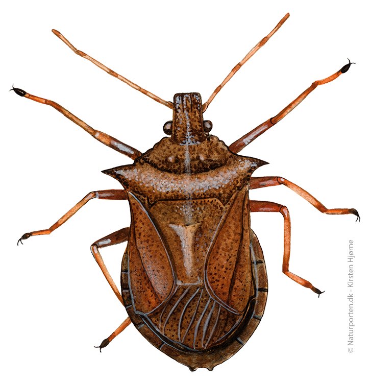 Torntæge © Naturporten - Kirsten Hjørne