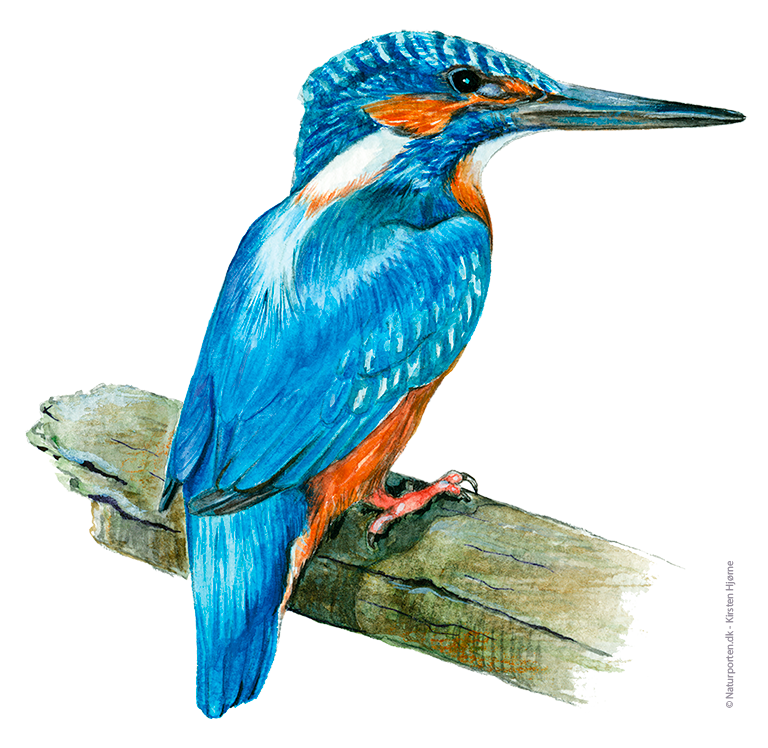 Isfugl  © Naturporten - Kirsten Hjørne