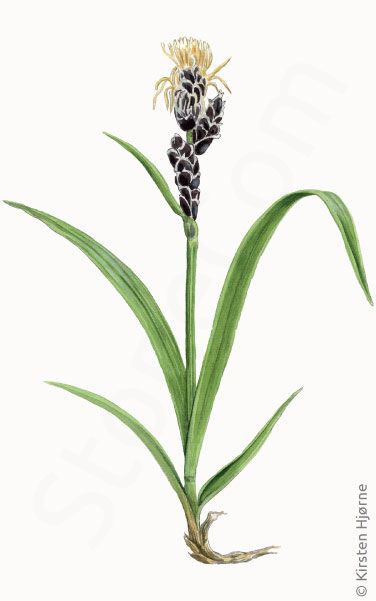 Rank star © Naturporten - Kirsten Hjørne