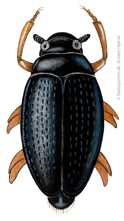 Hvirvler  © Naturporten - Kirsten Hjørne