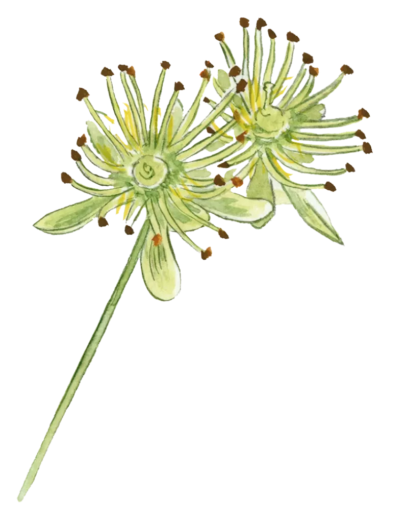 Lind blomst tvekønnet © Kirsten Hjørne - Naturporten