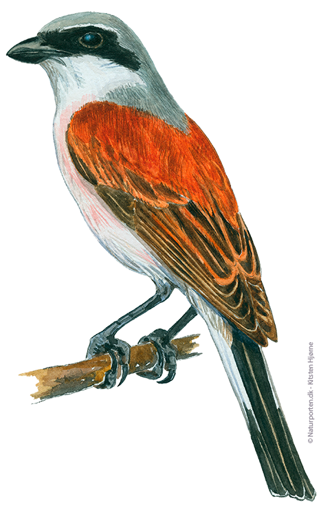 Rødrygget tornskade han © Naturporten - Kirsten Hjørne