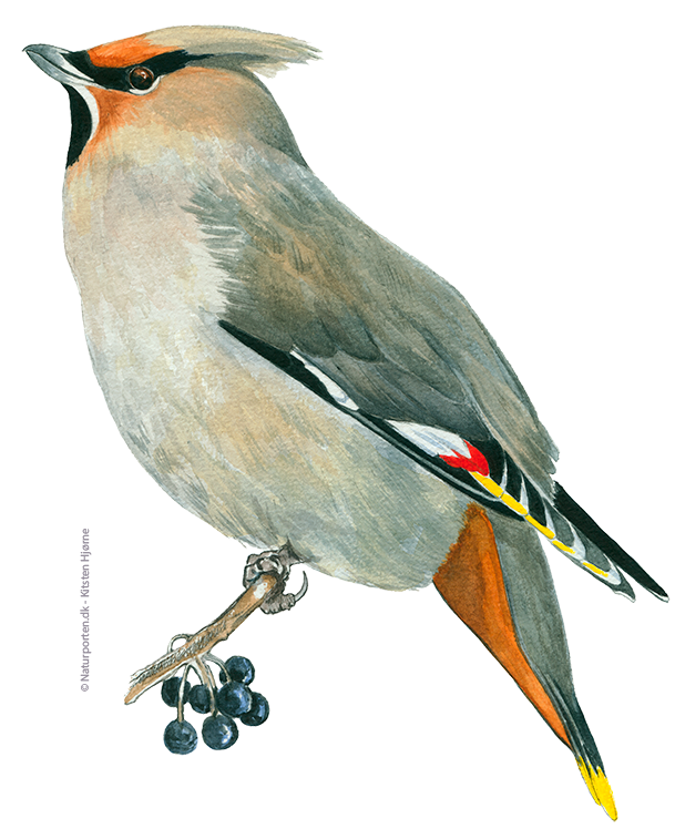 Silkehale © Naturporten - Kirsten Hjørne