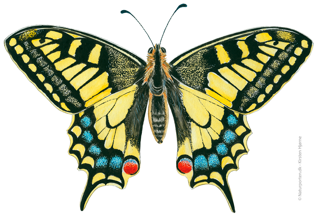 Svalehale © Naturporten - Kirsten Hjørne