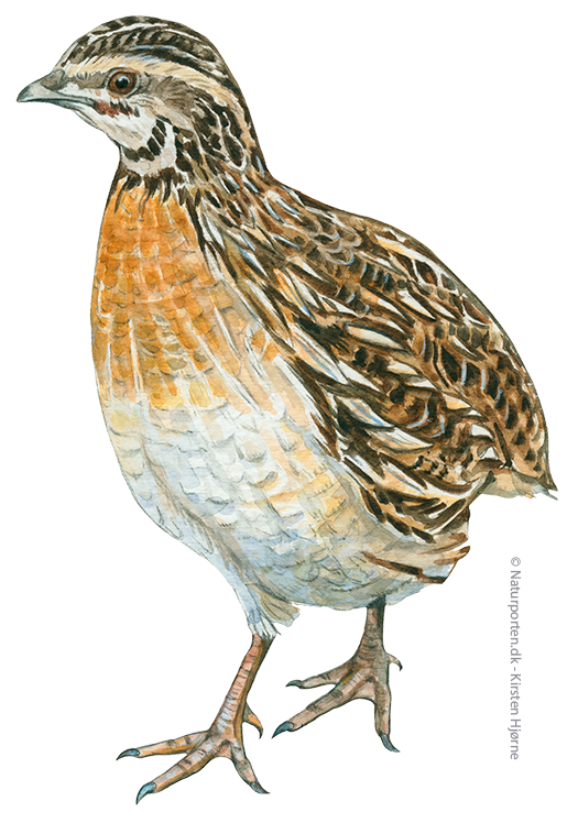 Vagtel © Naturporten - Kirsten Hjørne