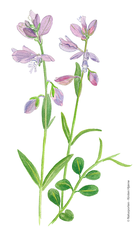 Almindelig mælkeurt © Naturporten - Kirsten Hjørne