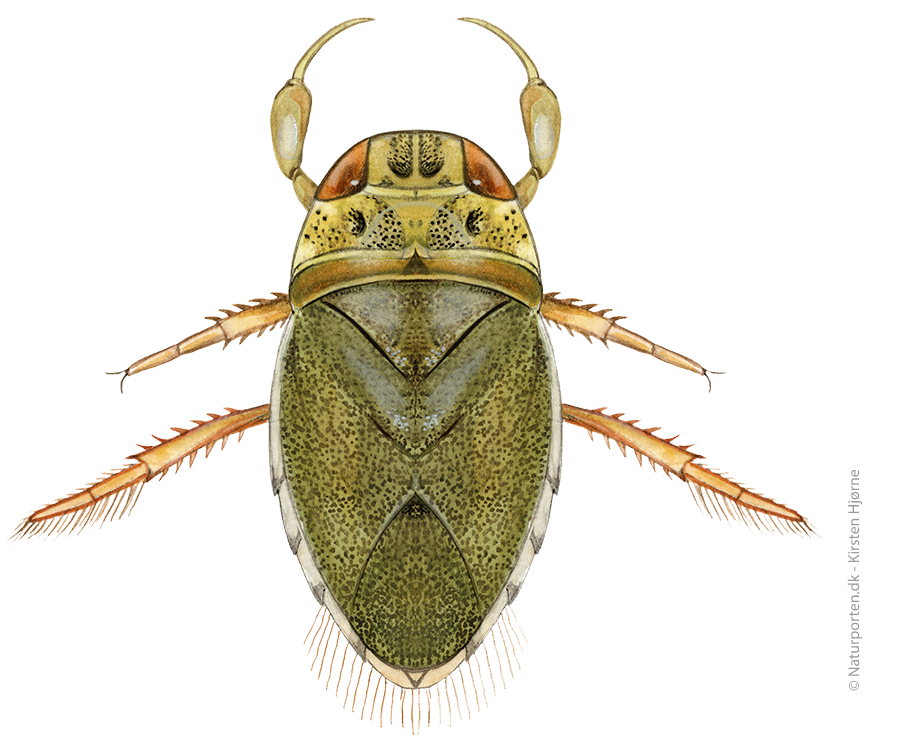 Vandrøver © Naturporten - Kirsten Hjørne