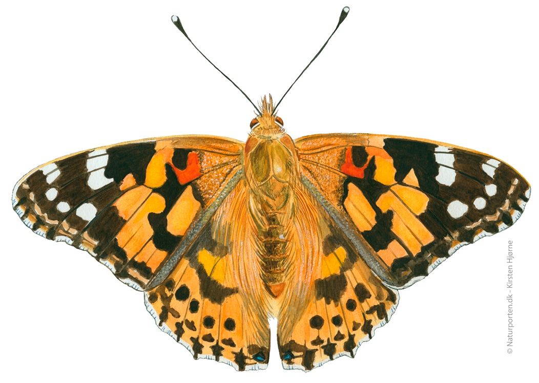 Tidselsommerfugl © Naturporten - Kirsten Hjørne