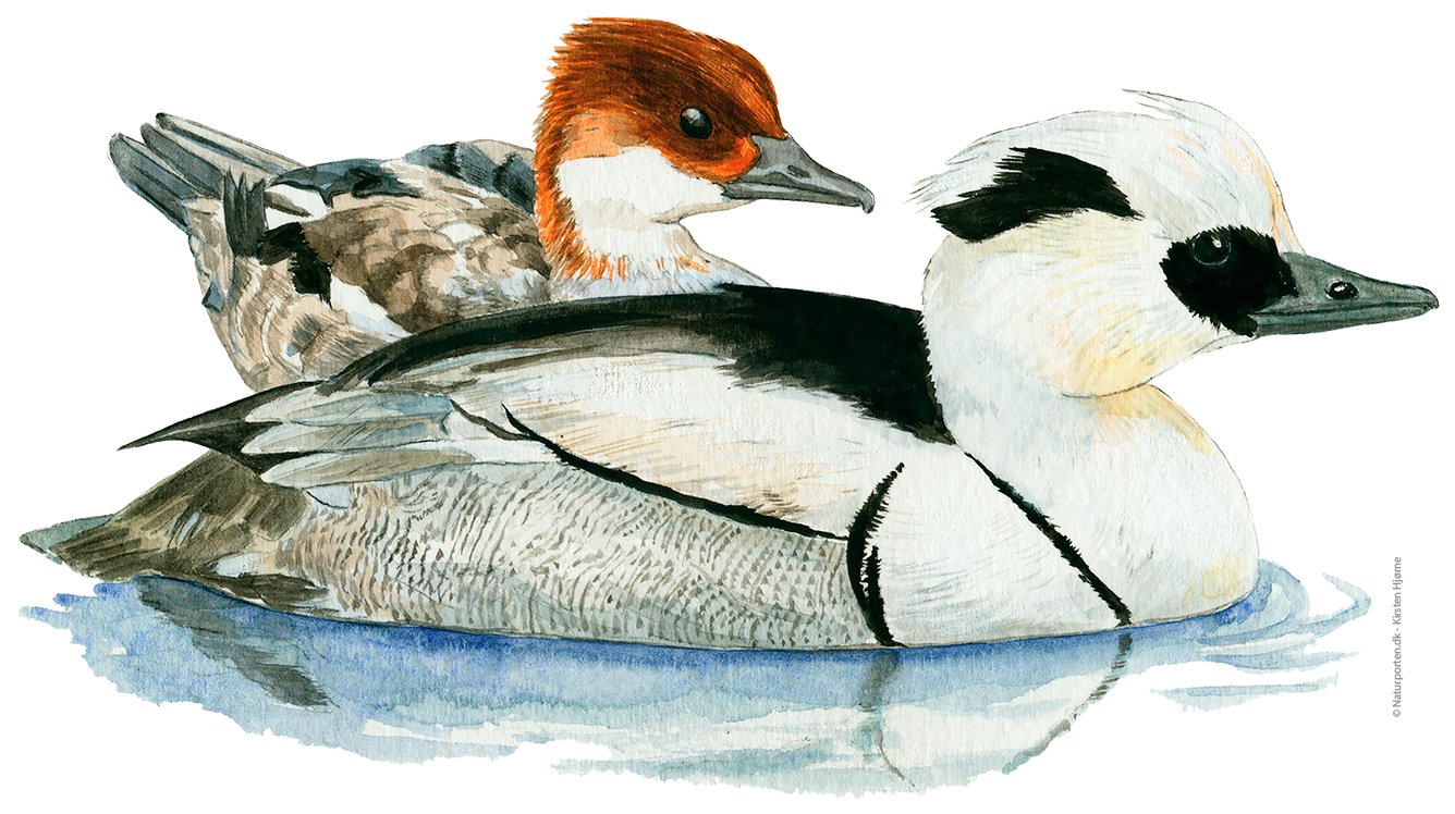 Lille skallesluger © Naturporten - Kirsten Hjørne